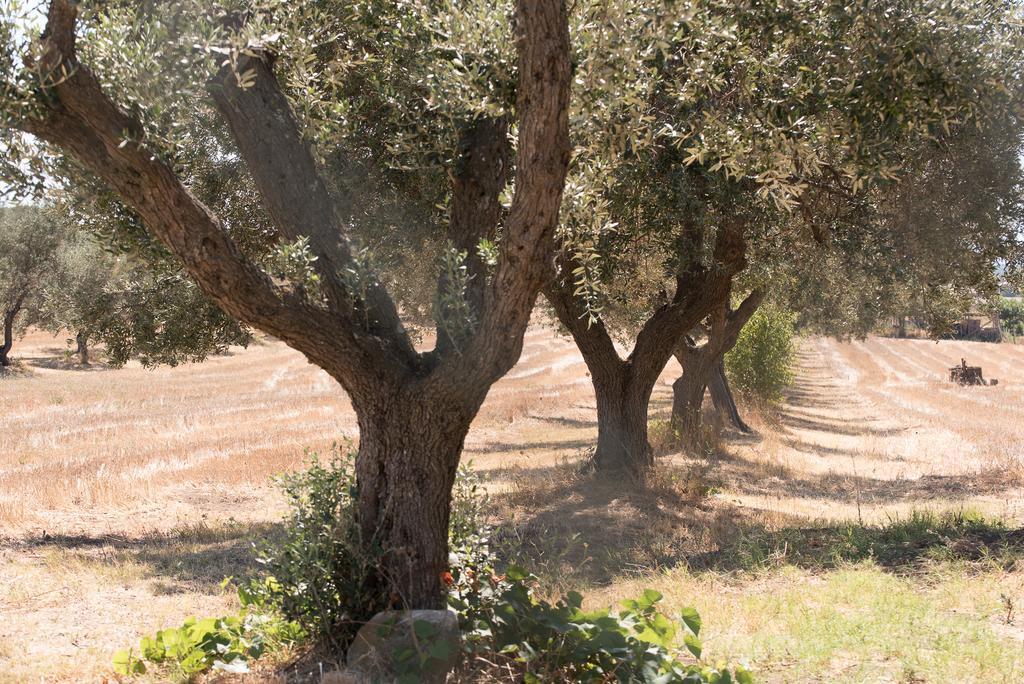 Agriturismo Casale San Benedetto Ceri エクステリア 写真