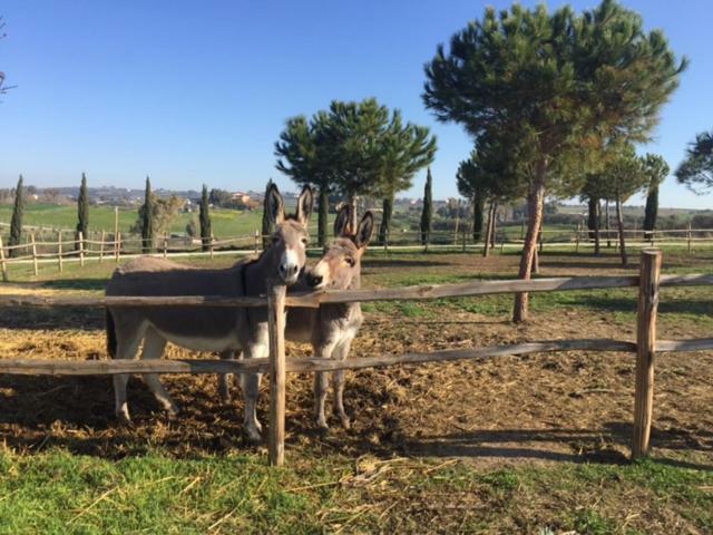 Agriturismo Casale San Benedetto Ceri エクステリア 写真